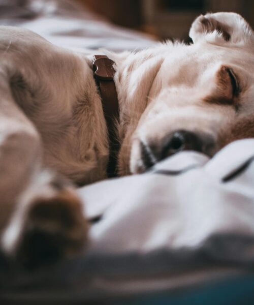 Psychologické útočiště: Proč milujeme společné spaní s našimi mazlíčky