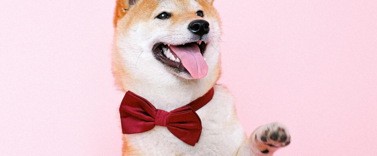 Klidné a bezpečné: Nejčastější vánoční nebezpečí pro kočky a psy a jak se jim vyhnout