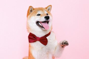 Klidné a bezpečné: Nejčastější vánoční nebezpečí pro kočky a psy a jak se jim vyhnout