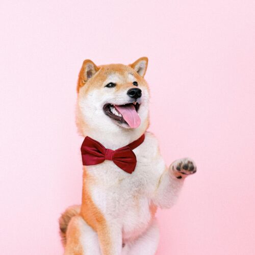 Klidné a bezpečné: Nejčastější vánoční nebezpečí pro kočky a psy a jak se jim vyhnout