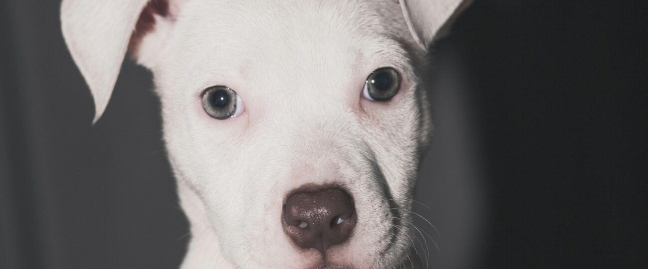 Běžné mýty o psech, které konečně vyvrátíme díky odborníkům