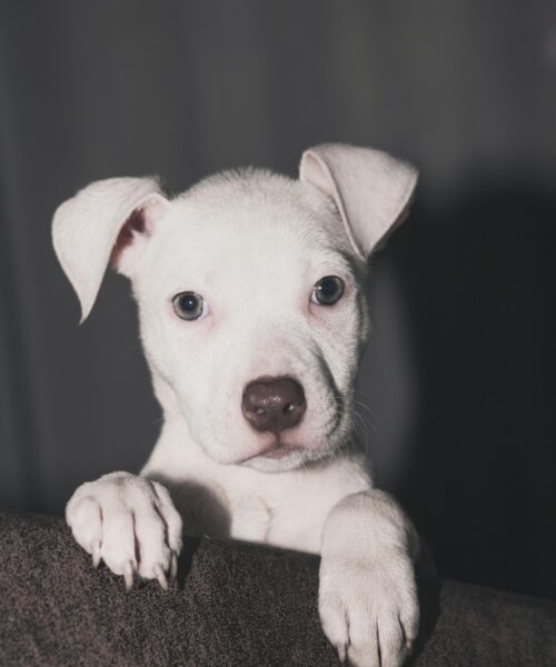 Běžné mýty o psech, které konečně vyvrátíme díky odborníkům