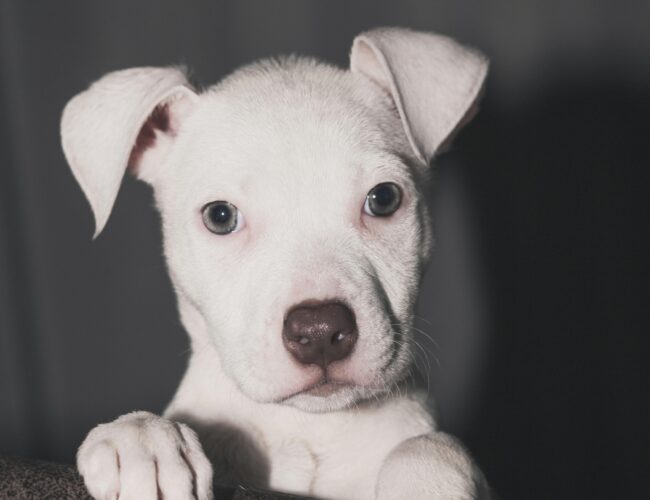 Běžné mýty o psech, které konečně vyvrátíme díky odborníkům