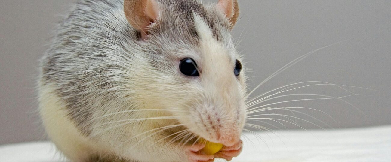 Nenápadné příznaky, že máte doma myši (a co s tím dělat)