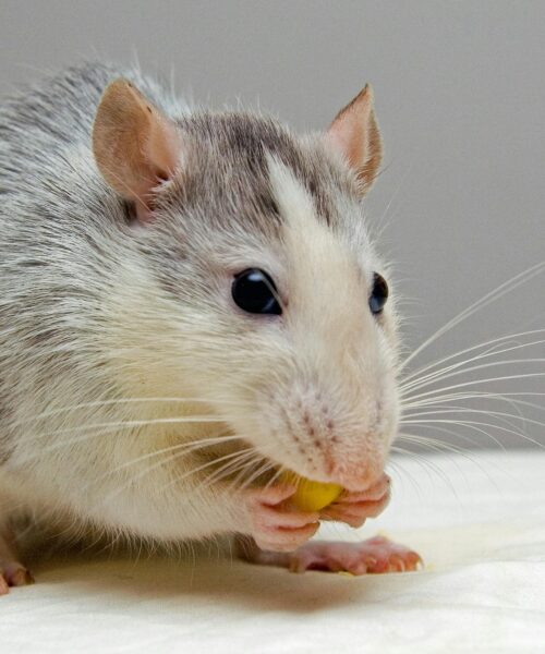 Nenápadné příznaky, že máte doma myši (a co s tím dělat)