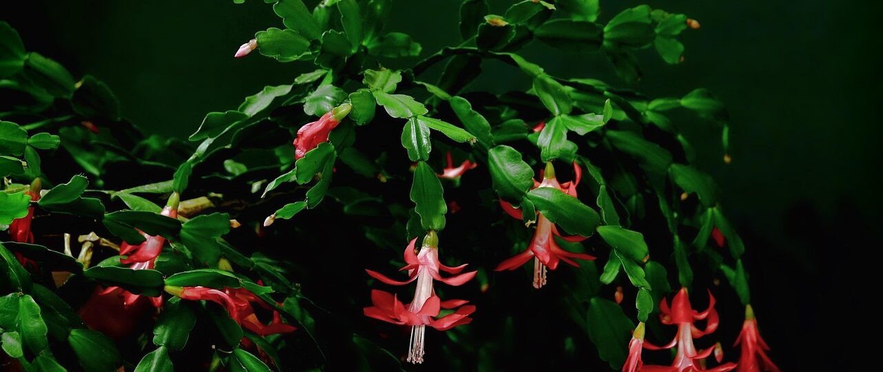 Jak se starat o vánoční kaktus v lednu – udržujte ho zdravý po celý rok