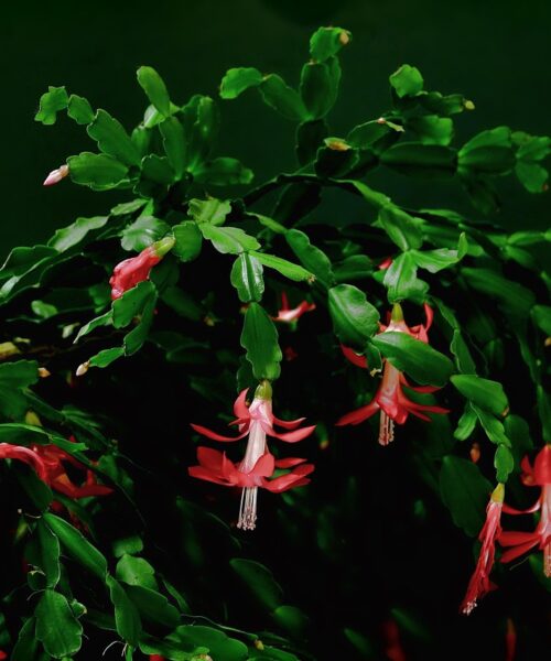 Jak se starat o vánoční kaktus v lednu – udržujte ho zdravý po celý rok