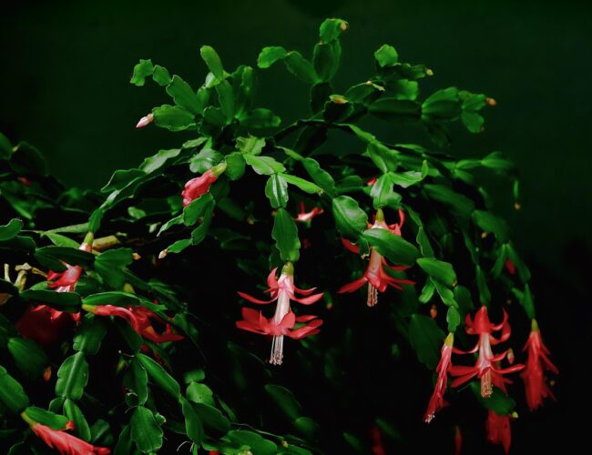 Jak se starat o vánoční kaktus v lednu – udržujte ho zdravý po celý rok