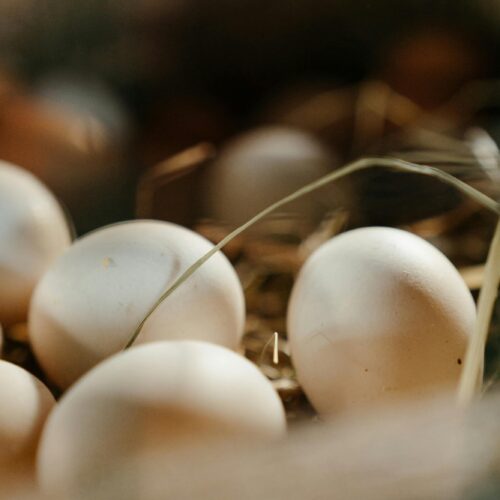 Jak skladovat vejce doma: užitečné tipy pro čerstvost, bezpečnost a méně odpadu