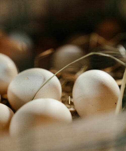 Jak skladovat vejce doma: užitečné tipy pro čerstvost, bezpečnost a méně odpadu