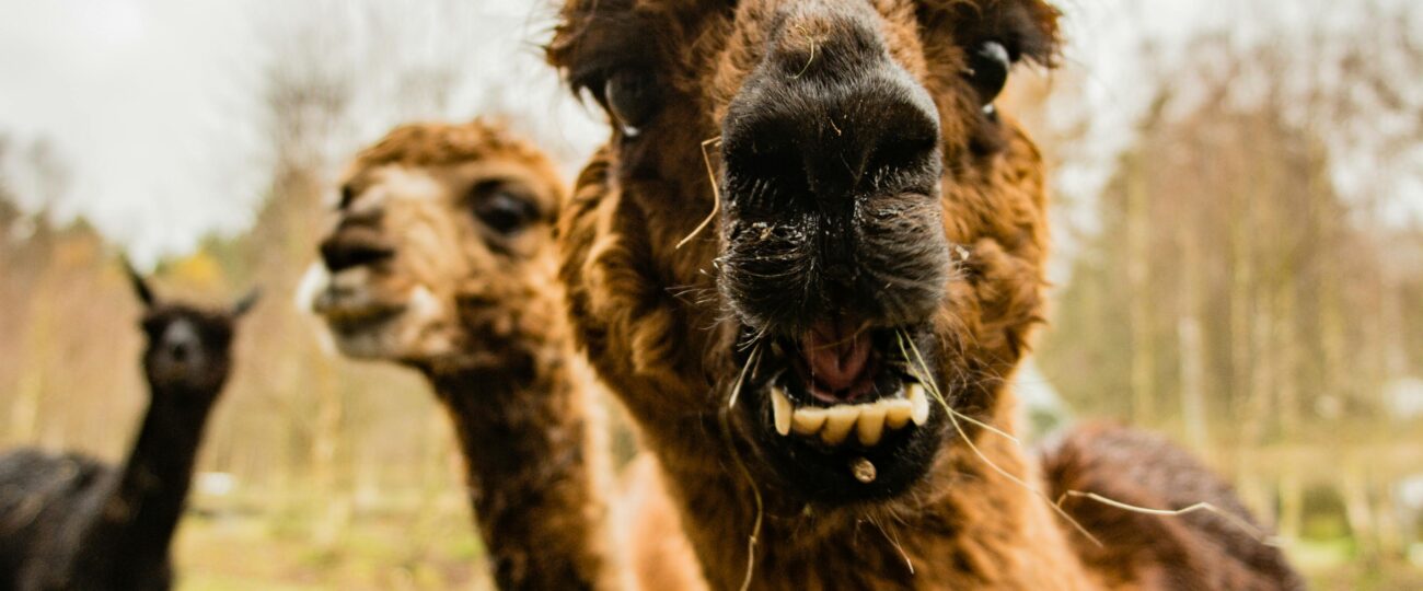 Uvažujete o chovu lam doma? Co byste měli vědět, než se do toho pustíte