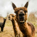 Uvažujete o chovu lam doma? Co byste měli vědět, než se do toho pustíte