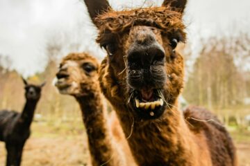 Uvažujete o chovu lam doma? Co byste měli vědět, než se do toho pustíte